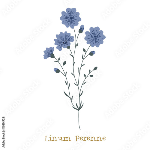 Blue Flax. Wild meadow flower clipart isolated on white background. Decorative botanical flat vector illustration.