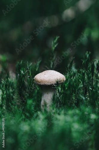 Closeup of small mushroom in the forest