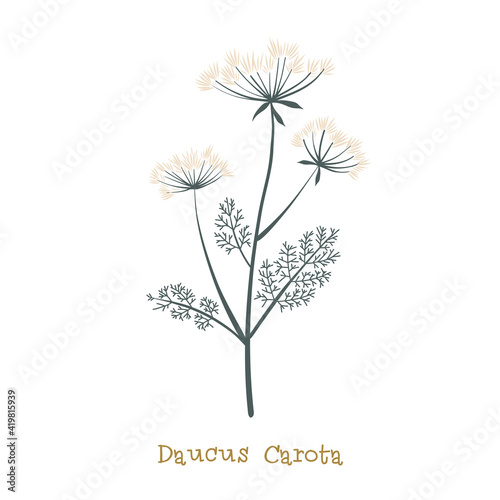 Wild carrot. Meadow flower clipart isolated on white background. Decorative botanical flat vector illustration.