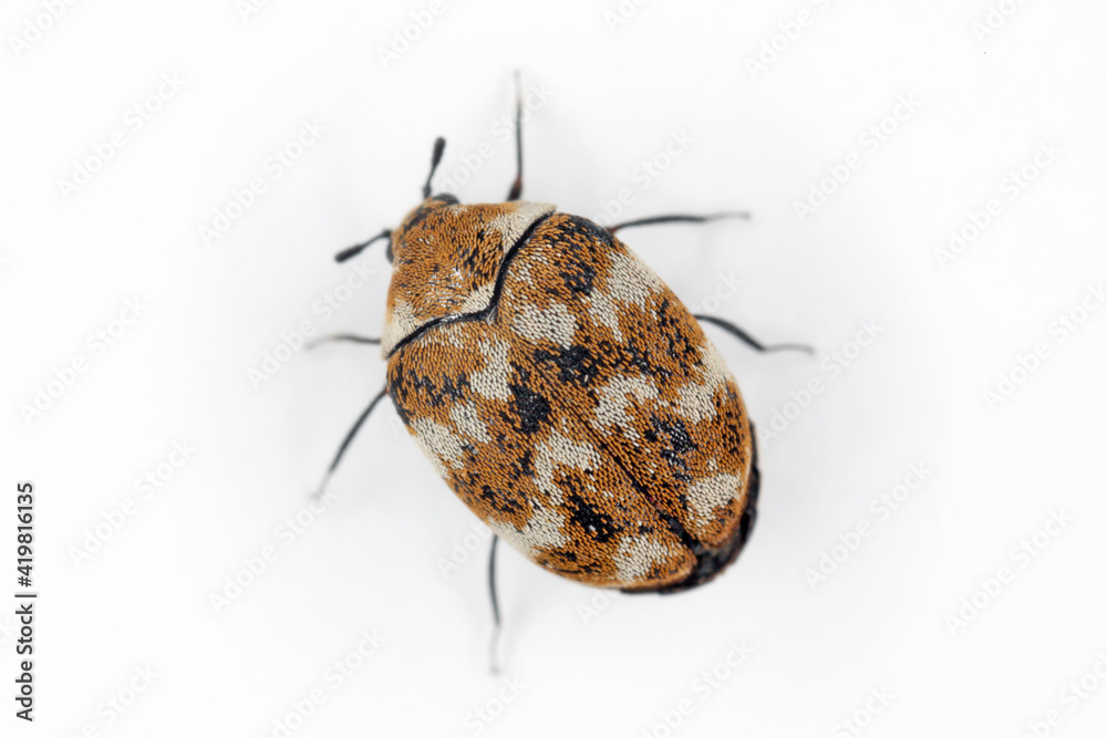 Varied carpet beetle Anthrenus verbasci home and storage pest. The larva of  this beetle is a pest in skin products. foto de Stock | Adobe Stock