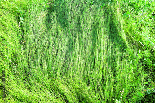 Long stalks of fresh grass lie on the ground, blown down by the wind. The texture of green crushed grass.