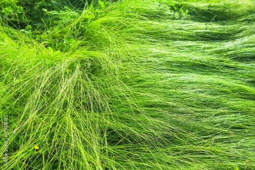 Long stalks of fresh grass lie on the ground, blown down by the wind. The texture of green crushed grass.