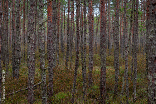 Fototapeta Naklejka Na Ścianę i Meble -  Pine tree forest in the Blind swamp trail in Latvia