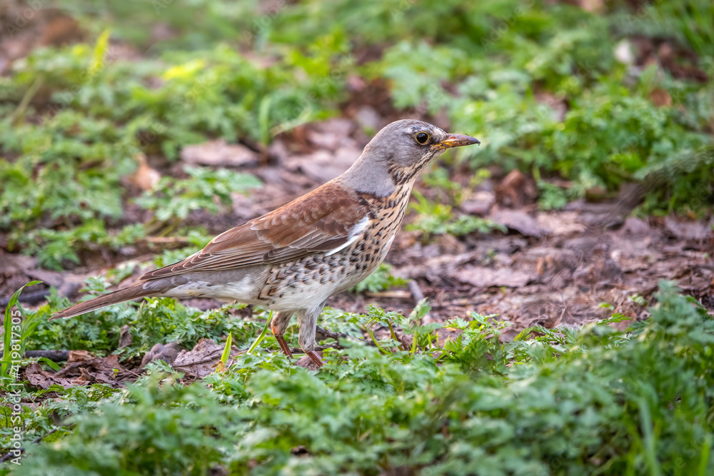 Wood bird Fieldfare, Turdus pilaris, on a sprng lawn. Wood bird Fieldfare, Turdus pilaris, on a sprng lawn.