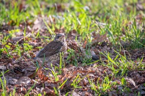 A fieldfare chick  Turdus pilaris  has left the nest and sitting on the spring lawn. A fieldfare chick sits on the ground and waits for food from its parents.