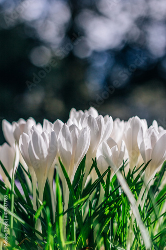 Beautiful white crocuses on a sunny spring day
