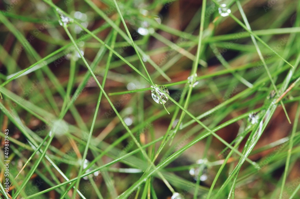 Closeup of water drops in the grass Closeup of water drops in the grass