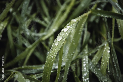 Closeup macro of water drops in the grass