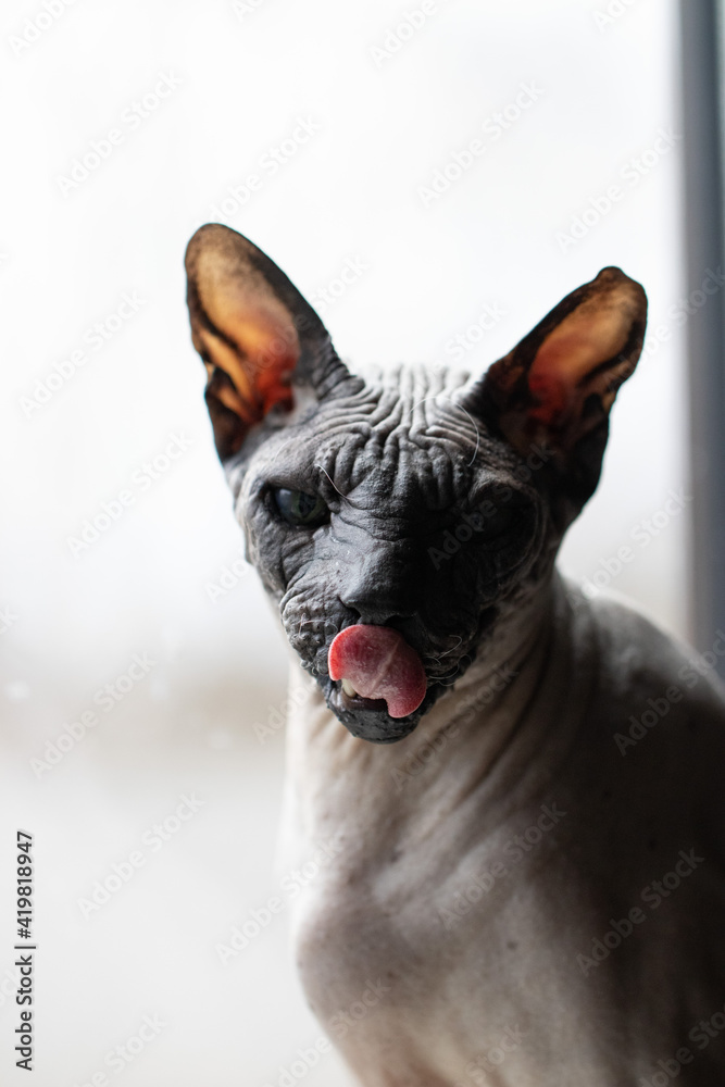 Portrait of Old Grey Sphynx Cat Sitting on a Windowsill