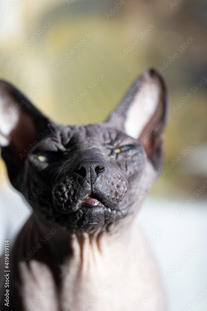 Sunny Portrait of Old Grey Sphynx Cat Sitting on a Windowsill