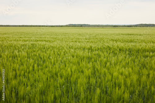 green wheat in the field