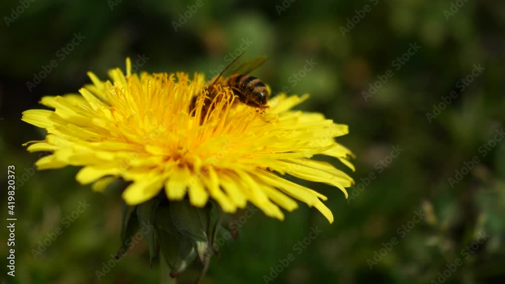 honey bee spoils dandelion flower honey bee spoils dandelion flower