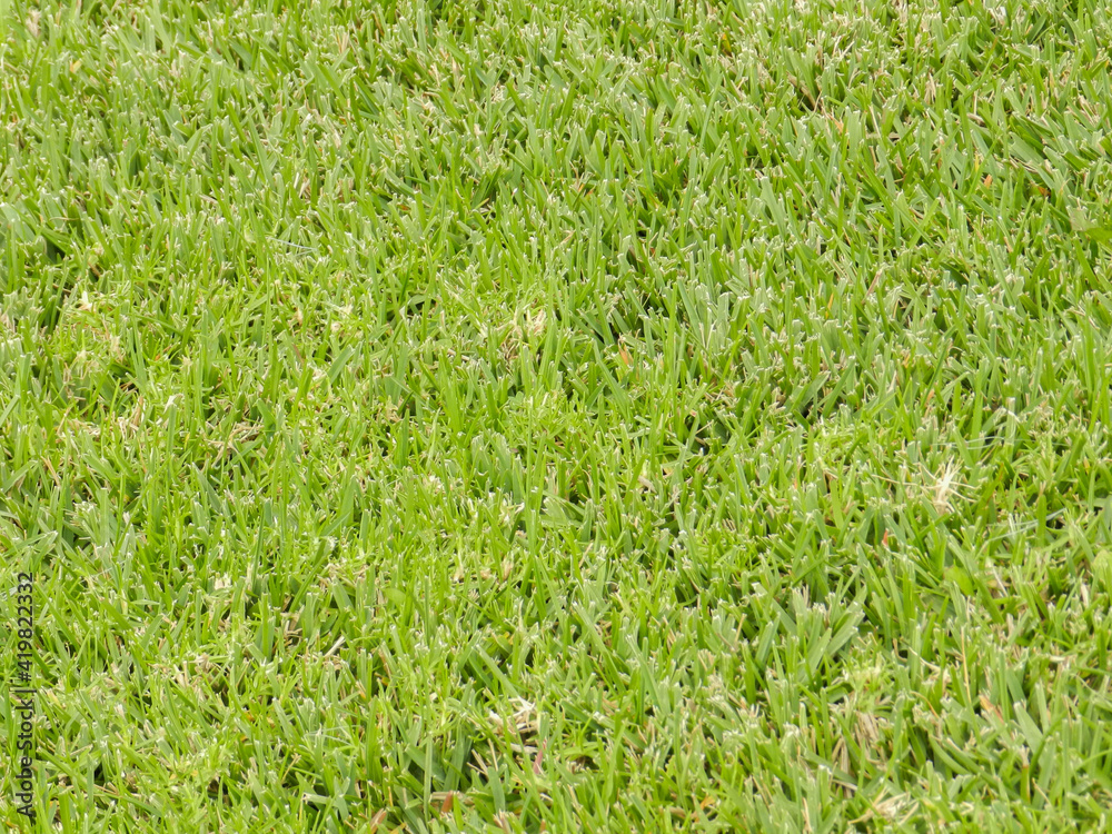 Grass on a park field Grass on a park field