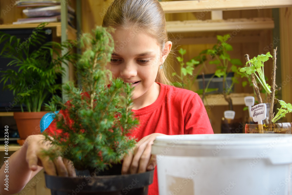 A girl is planting a spruce seedling in a pot, in the background are seedlings of garden plants