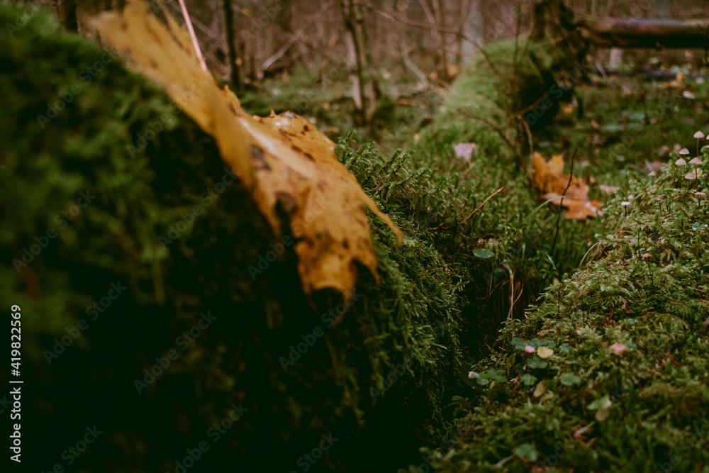 Green moss growing on a dead tree with yellow fallen leaves on it