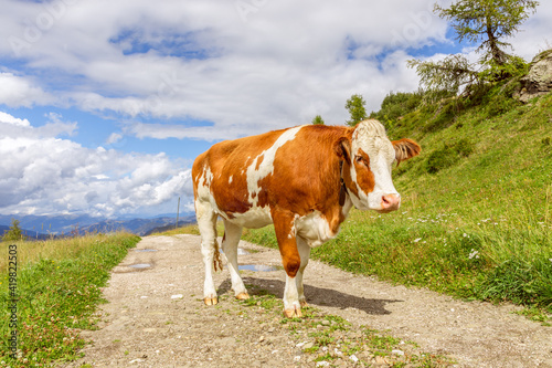 Young bull on the road in the Italian Alps. Italian Dolomites. Trentino Alto Adige