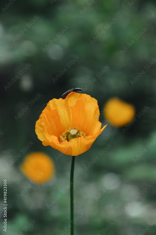 Closeup macro of a yellow flower Closeup macro of a yellow flower