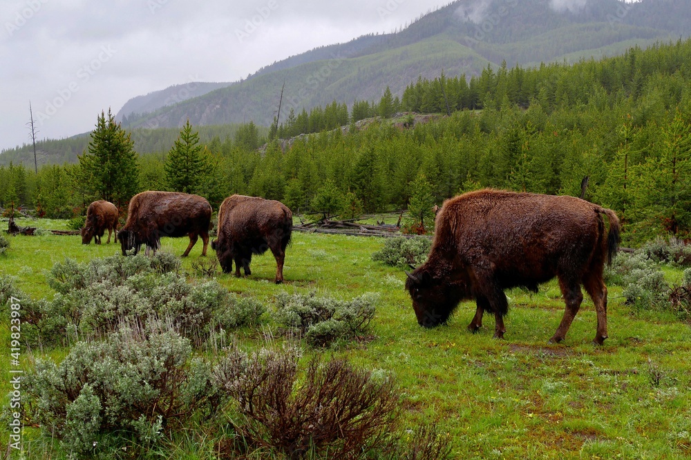 Herd of Bison grazing in Yellowstone National Park, WY, USA