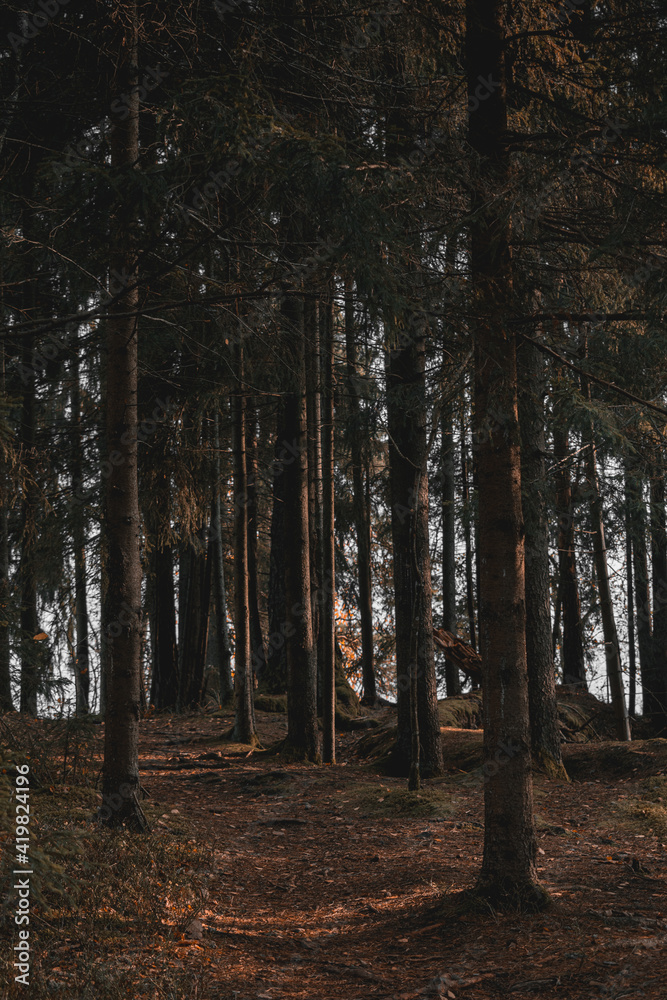 Fototapeta premium Sunlight illuminating the dark pine forest and the pathway through it
