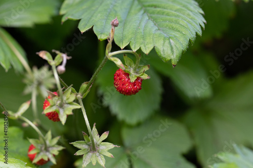 Wild Strawberries. Ready to Eat Nature Food