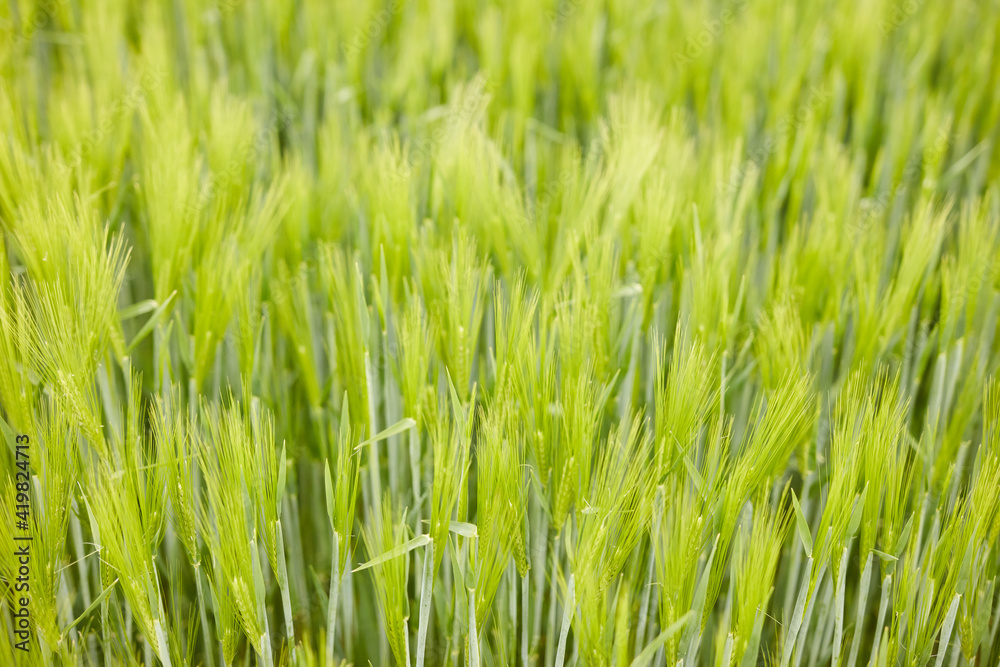 green wheat in the field green wheat in the field