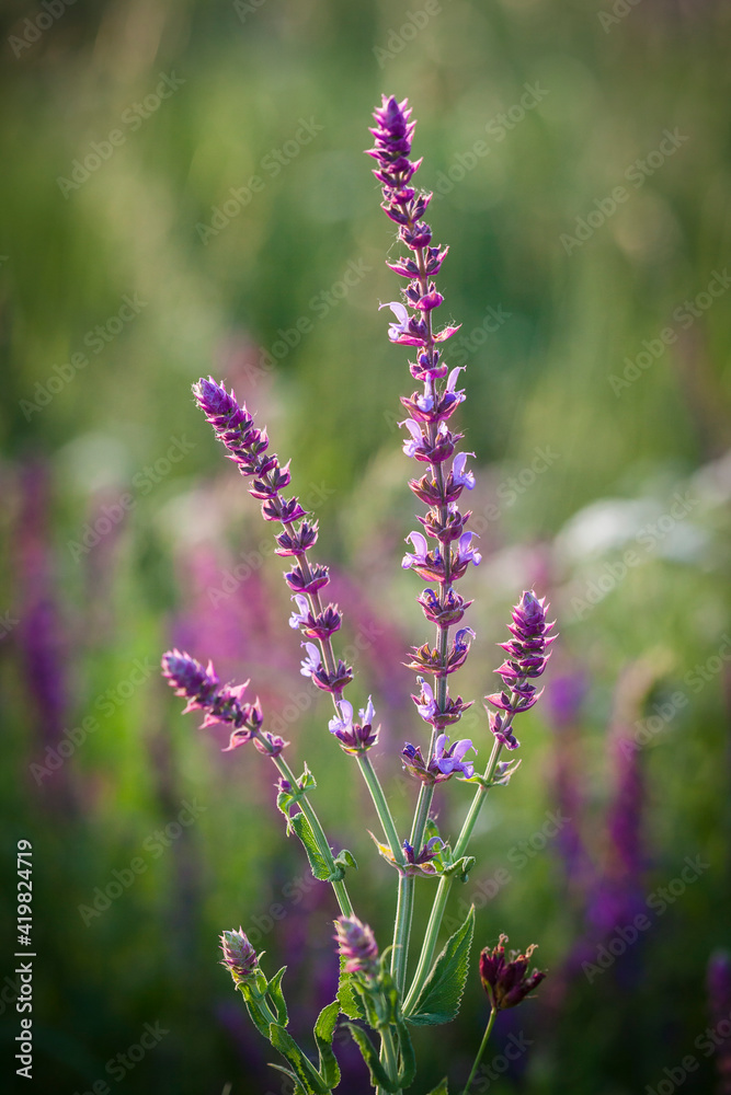 Obraz premium Salvia officinalis