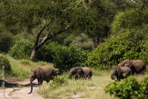Beautiful elephants during safari in Tarangire National Park  Tanzania.