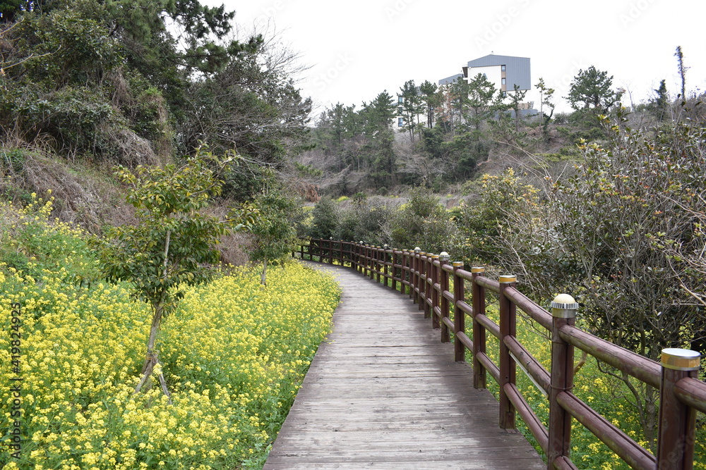 Beautiful yellow canola flower and flower road Beautiful yellow canola flower and flower road