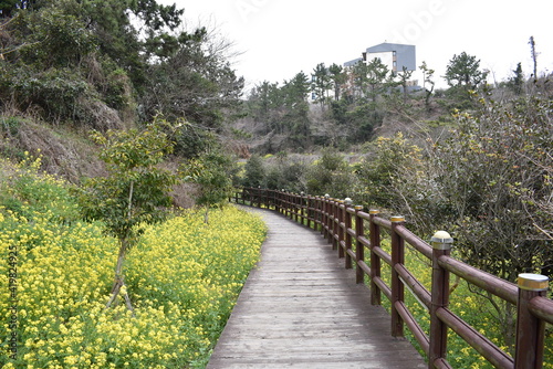 Beautiful yellow canola flower and flower road