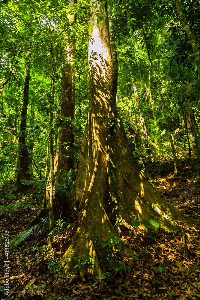 Jungle forest. Exotic tropical green plants Jungle forest. Exotic tropical green plants