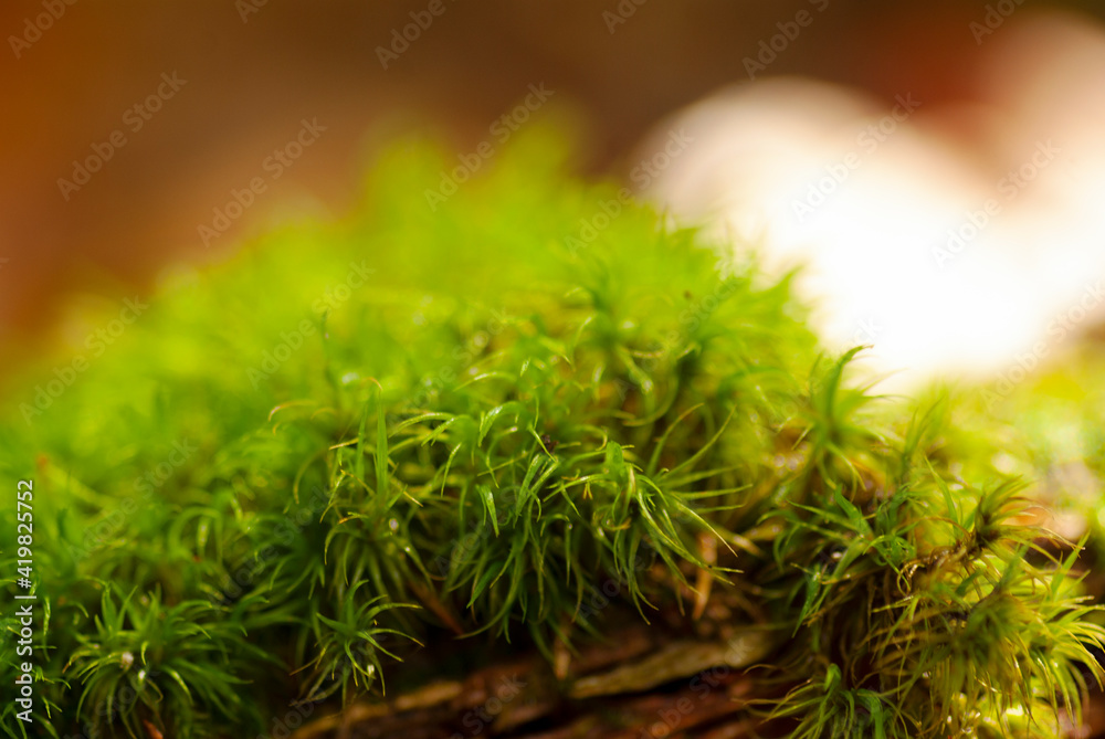 Green moss close-up on a blurred background.
