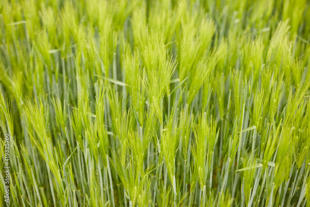 green wheat in the field green wheat in the field