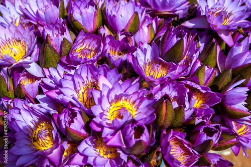 Bees feeding on Blue Water Lily flowers (scientific name Nymphaea nouchali or stellata) at Anuradhapura in Sri Lanka.