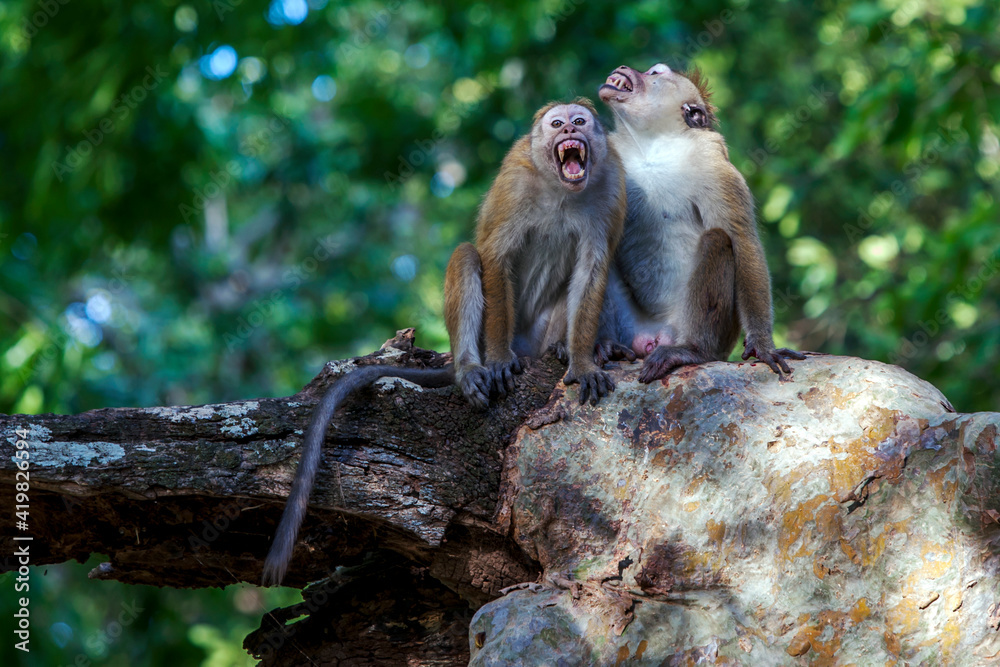 A pair of angry Toque macaques sit in a tree in Yala National Park in southern Sri Lanka. A pair of angry Toque macaques sit in a tree in Yala National Park in southern Sri Lanka.