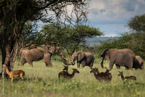 Beautiful elephants and impalas during safari in Tarangire National Park, Tanzania with trees in background.