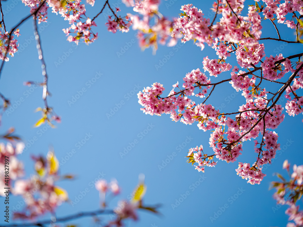 【初春・早咲き桜】河津桜 【初春・早咲き桜】河津桜