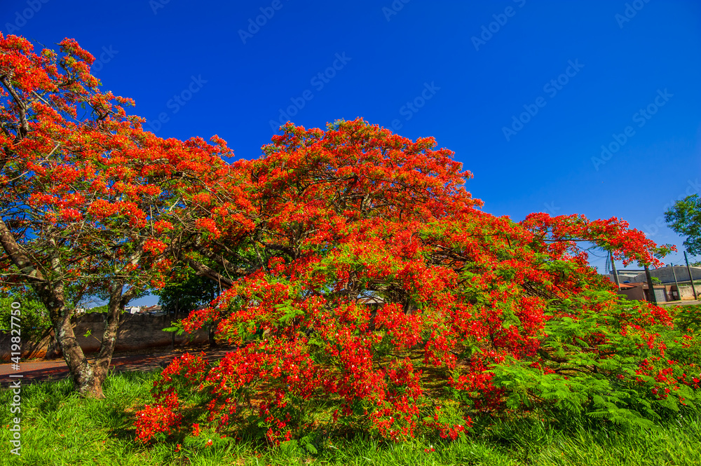 Flamboyant tree blooming, beautiful nature (Delonix regia)
Flamboyant tree blooming, beautiful nature (Delonix regia)