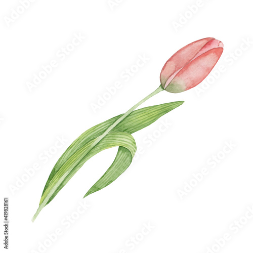 Watercolor hand drawing pink tulip isolated on white background. Festive spring flower. Mothers Day.