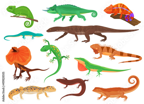 Set of colorful lizards. Different species of lizards. Vector illustration on a white background