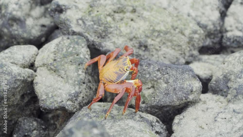 A Brilliant Orange And Yellow Crab Scuttles Across Sea Rocks In The Sunshine