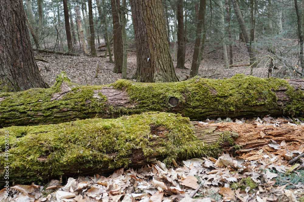 Fototapeta premium Moss on trees in the forest