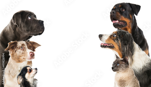 Dog and a cat looking up isolated on white background
