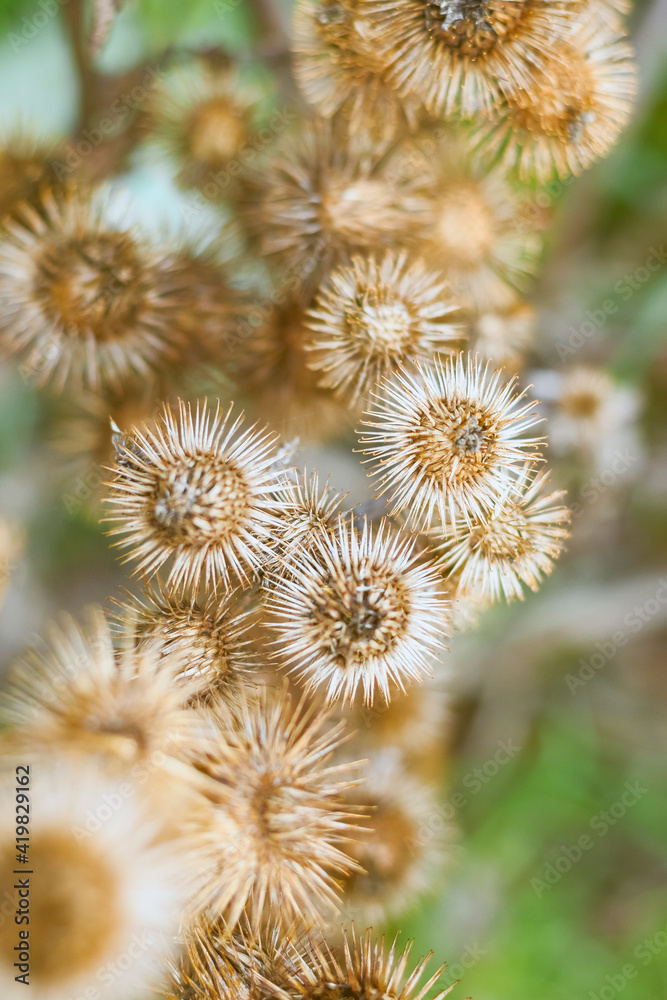 Natural abstract, dry thistles Natural abstract, dry thistles