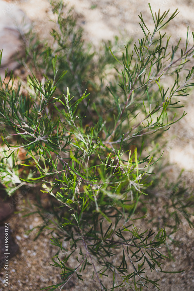 Obraz premium native Australian grevillea plant outdoor in sunny backyard