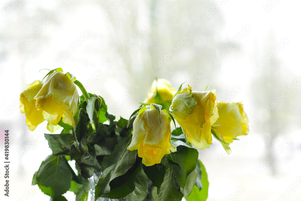 bouquet of faded yellow roses in vase, dead flowers