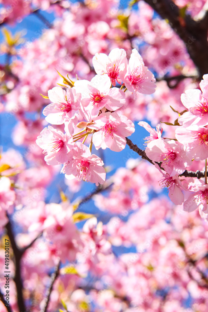Obraz premium さくら 桜 ピンク 花びら 花見 綺麗 美しい 穏やか 春 入学 卒業 新生活