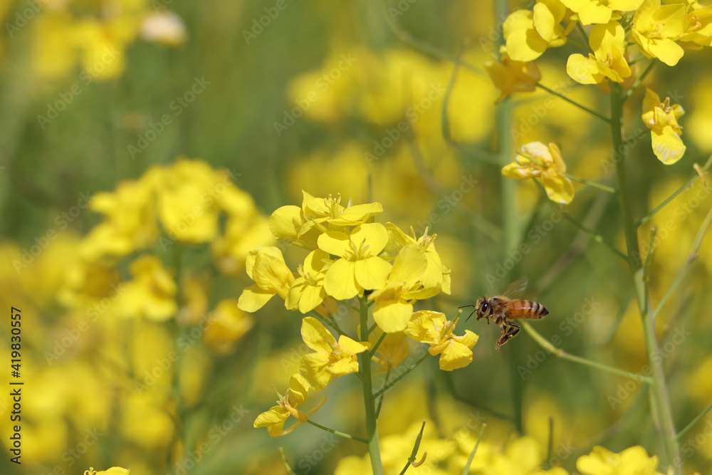 蜜蜂と菜の花