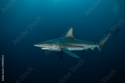 Blacktip shark during the dive. Sharks in the deep. Marine life in the Indian ocean. Sharks kingdom.  © prochym