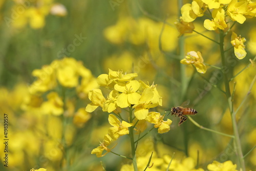 蜜蜂と菜の花 © atsumori