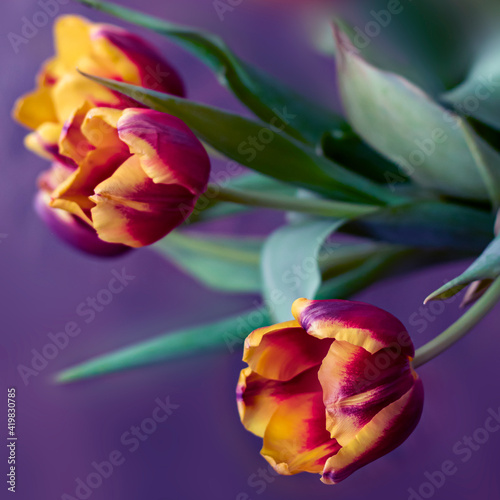 Spring floral violet backgr...